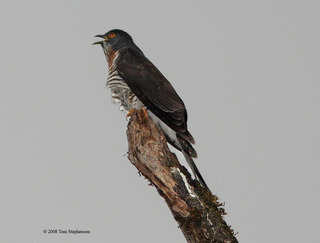 Hierococcyx sparverioides, large hawk cuckoo
