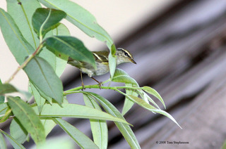 Phylloscopus inornatus, yellow-browed warbler