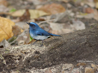 Cyornis hainanus, hainan blue flycatcher