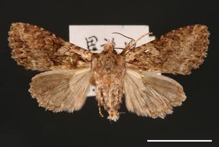 Nyctyciomorpha plagiogramma