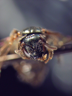 Lasioglossum anomalum, female