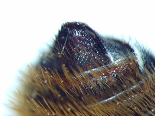 Megachile centuncularis, female, S6, light hair basally, apical third of plate is bare, dark apical fringe