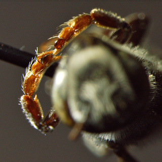 Megachile exilis, male, dilated front tarsi