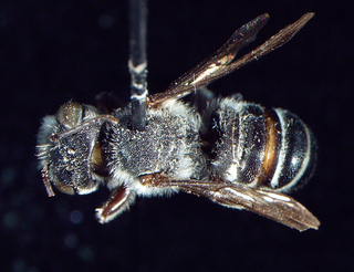 Megachile exilis, male, dorsal habitus