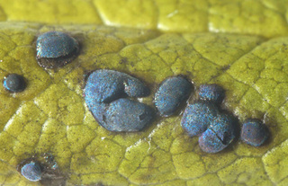 Diacheopsis pauxilla