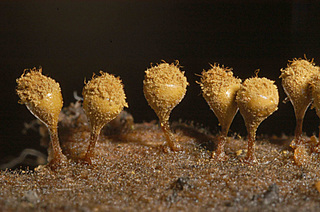 Trichia decipiens f. olivacea
