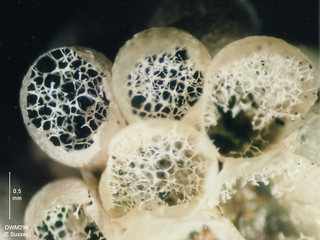 Badhamia capsulifera