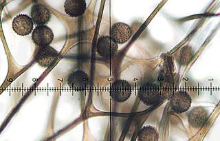 Diacheopsis metallica