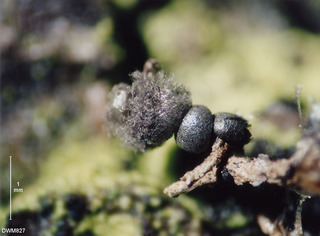 Diacheopsis mitchellii