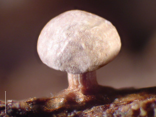 Diderma umbilicatum
