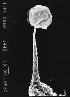 Echinostelium arboreum