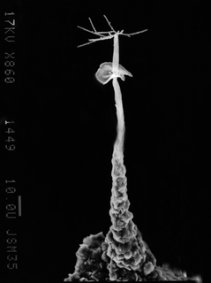 Echinostelium arboreum