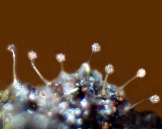 Echinostelium brooksii