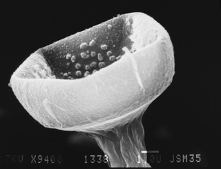 Echinostelium colliculosum