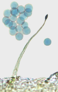 Echinostelium fragile