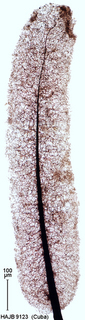 Stemonitopsis microspora