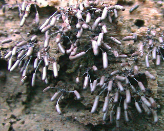Stemonitopsis typhina