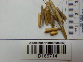 Aegilops cylindrica, seed