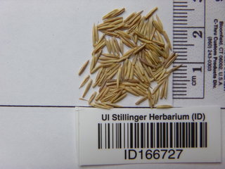 Agropyron cristatum, seed