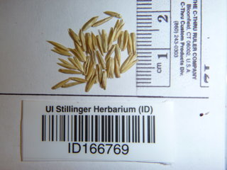 Agropyron cristatum, seed