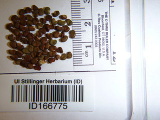 Astragalus cicer, seed