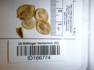 Atriplex hortensis, seed