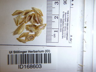 Bromus briziformis, seed