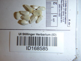 Carthamus tinctorius, seed