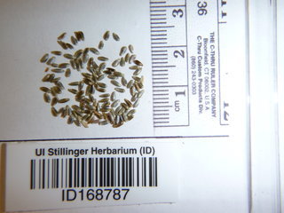 Centaurea diffusa, seed
