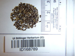 Centaurea solstitialis, seed