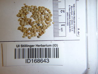 Chenopodium quinoa, seed