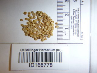 Chenopodium quinoa, seed