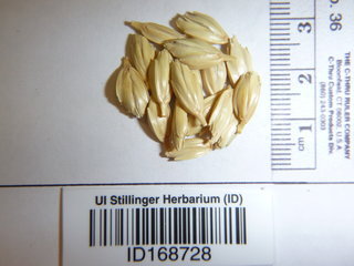 Triticum spelta, seed