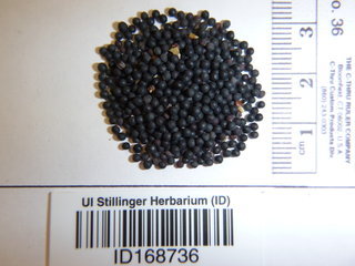 Vaccaria hispanica, seed