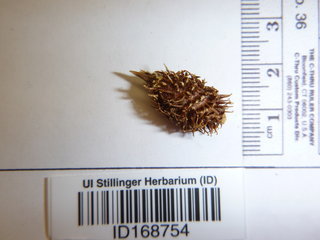 Xanthium pensylvanicum, seed