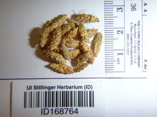 Xanthium spinosum, seed