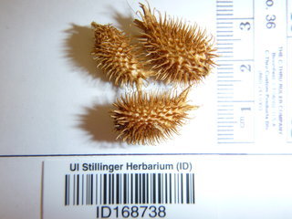 Xanthium strumarium, seed