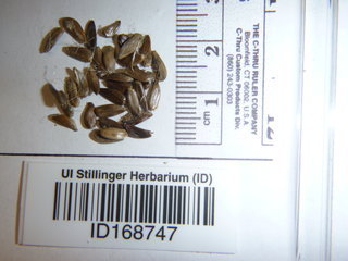 Cirsium neomexicanum, seed