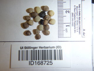 Cyamopsis tetragonoloba, seed
