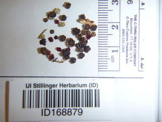 Cycloloma atriplicifolium, seed
