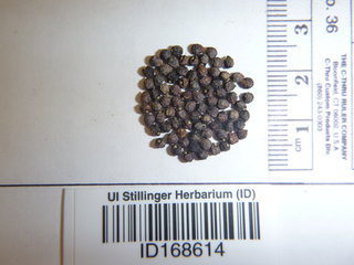 Euphorbia dentata, seed