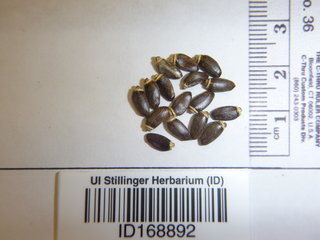 Silybum marianum, seed