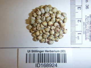 Sorghum bicolor, seed