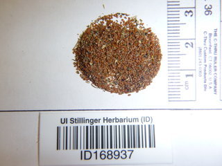 Descurainia pinnata, seed
