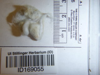 Gossypium hirsutum, seed