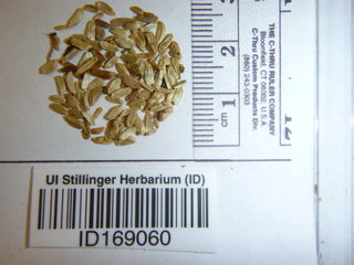 Grindelia squarrosa, seed