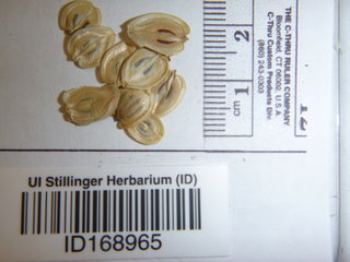 Heracleum maximum, seed