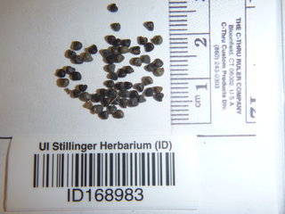 Hibiscus trionum, seed