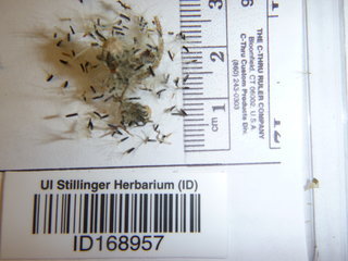 Hieracium caespitosum, seed