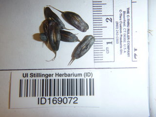 Isatis tinctoria, seed